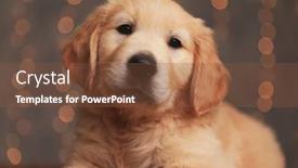  Presentation with golden lights - PPT theme having adorable-golden-retriever-pup-laying background and a tawny brown colored foreground