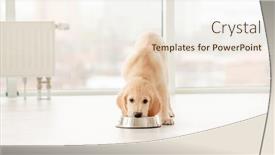  Presentation with puppy - Colorful slide set enhanced with adorable-golden-retriever-puppy-eating backdrop and a sky blue colored foreground