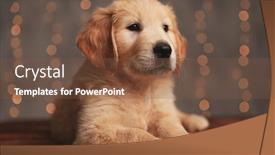  Presentation with golden lights - Amazing slide set having adorable-golden-retriever-puppy-laying backdrop and a tawny brown colored foreground
