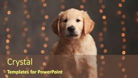  Presentation with golden lights - PPT layouts enhanced with adorable-golden-retriever-puppy-walking background and a tawny brown colored foreground