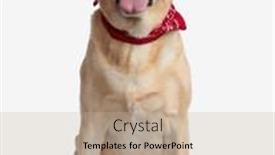  Presentation with puppy - Presentation theme with adorable-golden-retriever-puppy and a coral colored foreground