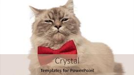  Presentation with red white grey - Presentation theme featuring adorable grey cat looking stylish wearing a red bowtie while lying on white background background and a coral colored foreground