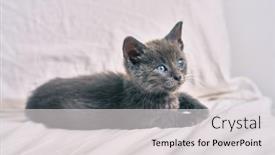  Presentation with relaxing - Colorful slide set enhanced with adorable-grey-cat-relaxing backdrop and a light gray colored foreground
