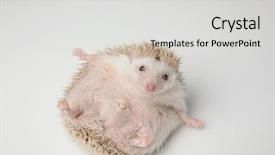  Presentation with grey black white brick - Colorful theme enhanced with adorable grey hedgehog lying backdrop and a light gray colored foreground