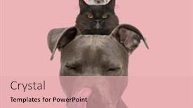  Presentation with pink cat - Slide deck having adorable-group-of-animals-astaff background and a lemonade colored foreground