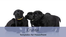  Presentation with dogs - Audience pleasing PPT layouts consisting of adorable-group-of-labrador-retriever backdrop and a light blue colored foreground