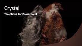  Presentation with guinea pig - PPT theme having adorable guinea pig couple standing background and a black colored foreground