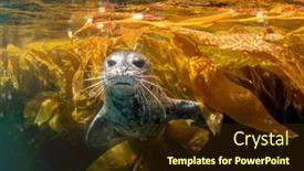  Presentation with california - Amazing presentation design having adorable-harbor-seal-in-southern backdrop and a tawny brown colored foreground