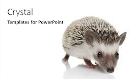  Presentation with walking - Amazing theme having adorable-hedgehog-walking-and-searching backdrop and a white colored foreground