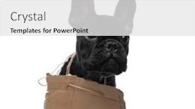  Presentation with homeless - Colorful slide deck enhanced with adorable-homeless-french-bulldog-puppy backdrop and a white colored foreground