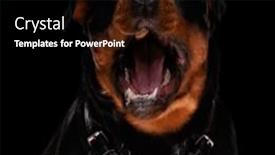  Presentation with kashmir food - Slide set featuring adorable-hungry-rottweiler-being background and a black colored foreground