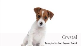  Presentation with dog park animal jack - PPT theme enhanced with adorable-jack-russell-terrier-dog background and a white colored foreground