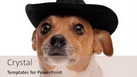  Presentation with black jack - 