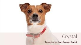  Presentation with russell - 