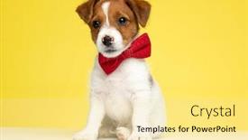 Presentation with russell - Beautiful PPT theme featuring adorable-jack-russell-terrier-wearing backdrop and a blonde colored foreground
