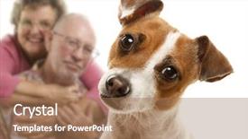  Presentation with russell - Slide deck consisting of adorable jack russell terrier background and a coral colored foreground