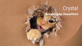  Presentation with ginger - Slide set having adorable-kitten-clawing-and-biting background and a coral colored foreground