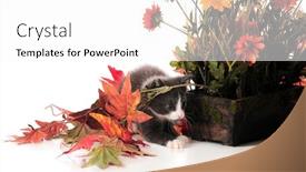  Presentation with fall foliage - Audience pleasing slides consisting of adorable kitten playing among potted plants and fall foliage isolated on white backdrop and a white colored foreground