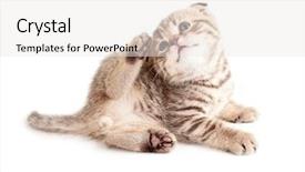  Presentation with sex - Beautiful theme featuring adorable kitten scratching or itching backdrop and a white colored foreground