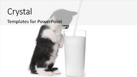  Presentation with milk - PPT theme enhanced with adorable kitten watching milk pour background and a white colored foreground