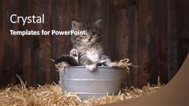  Presentation with barn - Slide set consisting of adorable kitten with straw in a barn background and a wine colored foreground