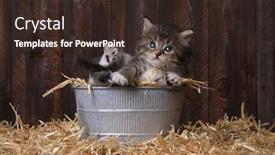  Presentation with barn - Slide set featuring adorable kitten with straw in a barn background and a tawny brown colored foreground
