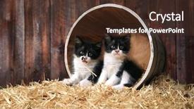  Presentation with barn - Beautiful PPT theme featuring adorable kittens in a barn setting with hay backdrop and a tawny brown colored foreground