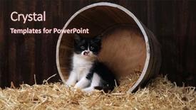  Presentation with barn - Presentation design with adorable kittens in a barn setting with hay background and a wine colored foreground