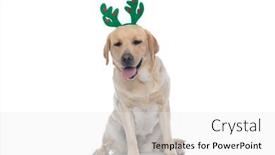  Presentation with dog - Colorful presentation design enhanced with adorable-labrador-retriever-dog-feeling backdrop and a white colored foreground