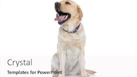  Presentation with leash - Slide deck enhanced with adorable-labrador-retriever-dog-laughing background and a white colored foreground
