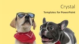  Presentation with dog - Audience pleasing presentation theme consisting of adorable-labrador-retriever-dog-posing backdrop and a white colored foreground