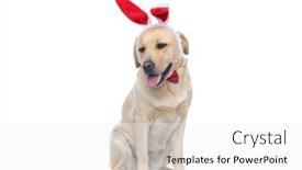  Presentation with bunny - Amazing slide set having adorable-labrador-retriever-dog-wearing backdrop and a white colored foreground