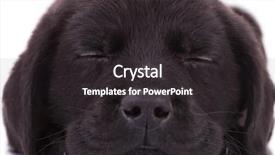  Presentation with puppy - Slide deck enhanced with adorable labrador retriever puppy dog background and a dark gray colored foreground