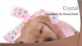  Presentation with pink white - Colorful PPT theme enhanced with adorable-labrador-retriever-sleeping backdrop and a white colored foreground