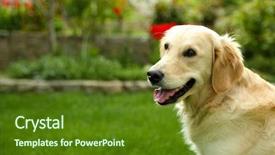  Presentation with grass - Amazing presentation design having adorable labrador sitting on green backdrop and a tawny brown colored foreground