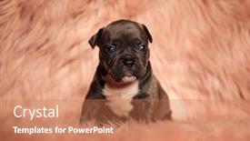  Presentation with bully - Presentation design with adorable-little-american-bully-sitting background and a coral colored foreground