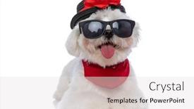  Presentation with dog - Slide set enhanced with adorable-little-bichon-dog-laying background and a light gray colored foreground