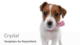  Presentation with russell - Slide set with adorable-little-jack-russell-terrier background and a white colored foreground