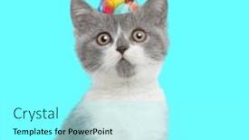 Presentation with forward - Presentation theme featuring adorable-little-kitty-wearing-birthday background and a arctic colored foreground