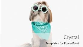  Presentation with white flowers - Theme featuring adorable-little-shih-tzu-puppy background and a white colored foreground
