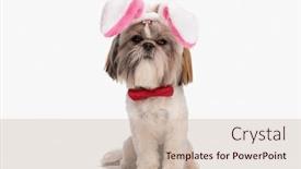  Presentation with bunny - Presentation theme enhanced with adorable-little-shih-tzu-puppy background and a soft green colored foreground