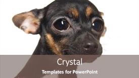  Presentation with eyes - Slide deck enhanced with adorable-little-toy-terrier background and a violet colored foreground