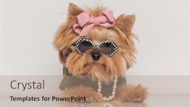  Presentation with pink pearls - Presentation enhanced with adorable-little-yorkie-dog-wearing background and a coral colored foreground