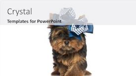  Presentation with elegant light blue - PPT theme with adorable-little-yorkie-puppy-wearing background and a  colored foreground