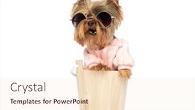  Presentation with challenge - PPT layouts featuring adorable-little-yorkshire-terrier-dog background and a lemonade colored foreground