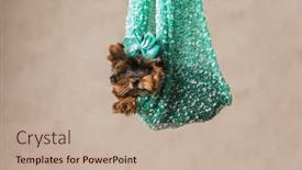  Presentation with puppy - Slide set enhanced with adorable-little-yorkshire-terrier-puppy background and a mint green colored foreground