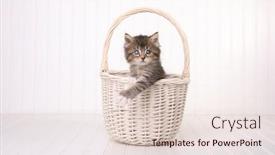  Presentation with kitten - Cool new slide deck with adorable maincoon kitten with big eyes in basket backdrop and a lemonade colored foreground