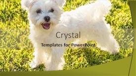  Presentation with drought tolerant yard including chaparral - Presentation enhanced with adorable-maltese-puppy-playing background and a coral colored foreground