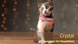  Presentation with pink cat - Colorful theme enhanced with adorable-metis-cat-with-gray backdrop and a tawny brown colored foreground