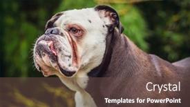  Presentation with english bulldog - Presentation theme having adorable-old-english-bulldog background and a tawny brown colored foreground
